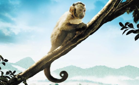 małpka kapucynka siedząca na gałęzi drzewa bohaterka filmu dokumentalnego Amazonia w reżyserii Thierry’ego Ragoberta