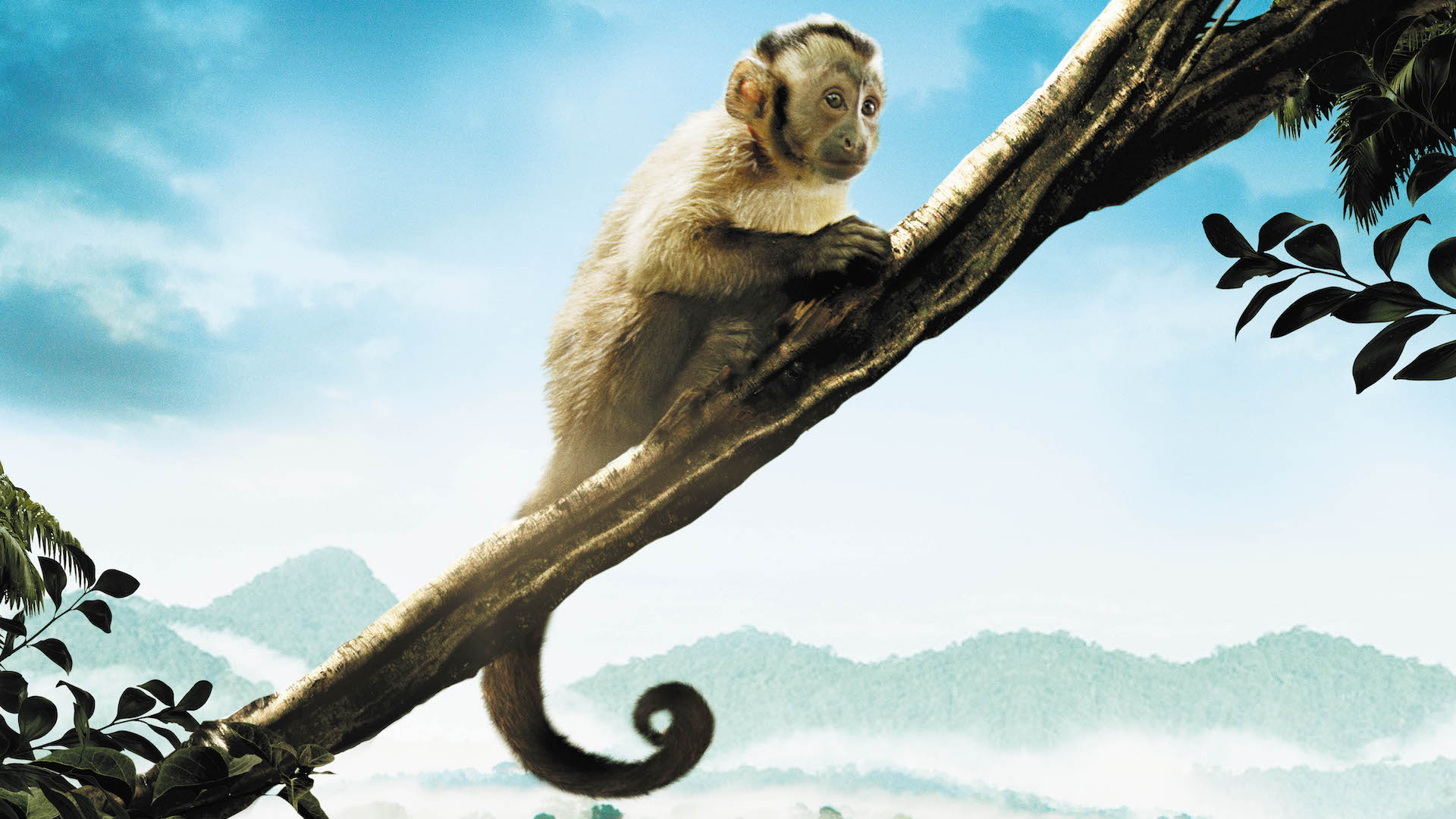małpka kapucynka siedząca na gałęzi drzewa bohaterka filmu dokumentalnego Amazonia w reżyserii Thierry’ego Ragoberta